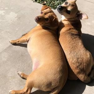 Meet your Posher, Desi